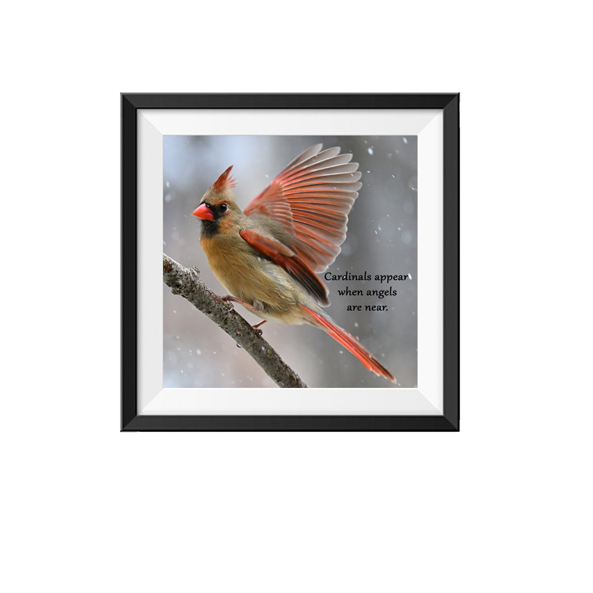 Cardinals appear when angels are near photo design 2