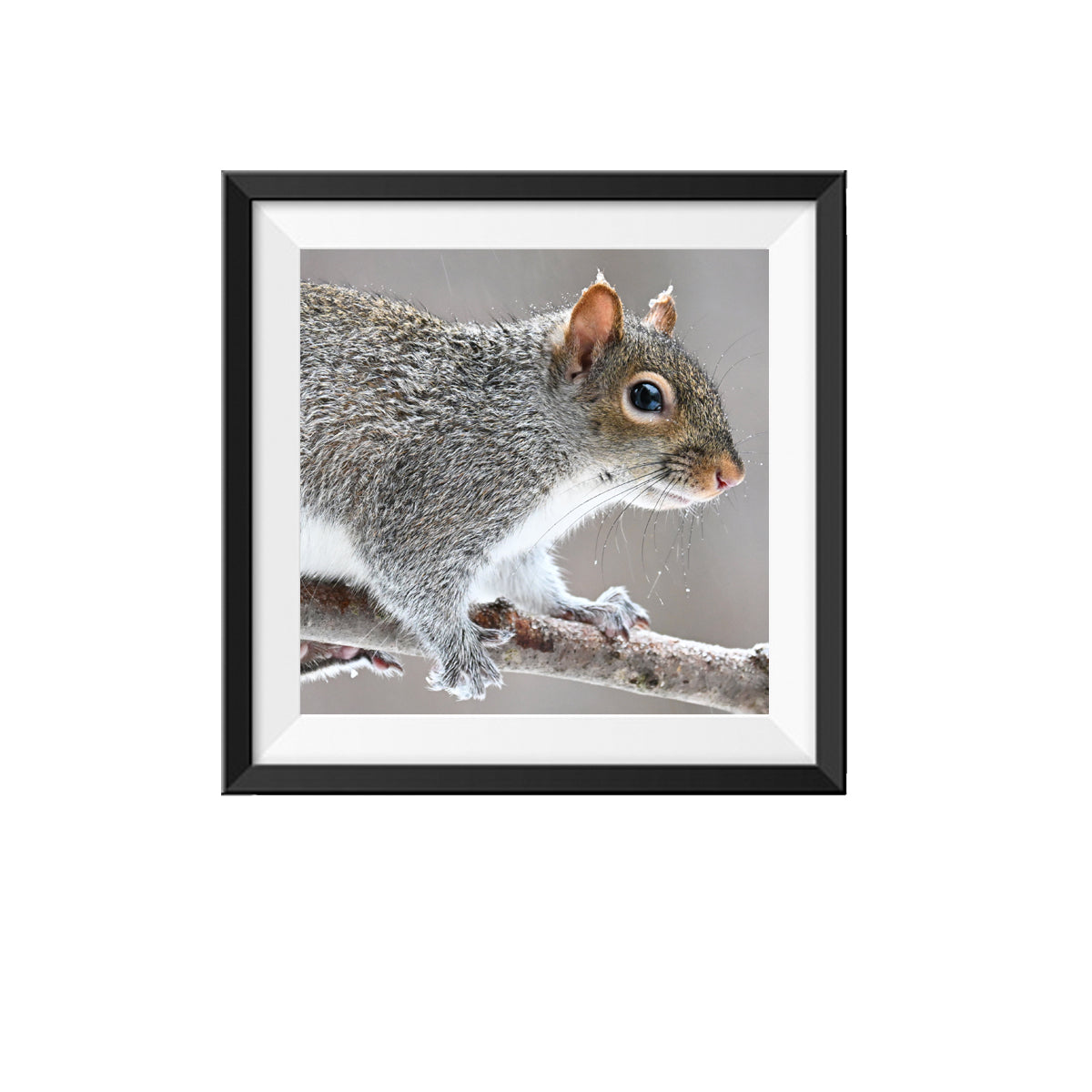 Squirrel Photo 1