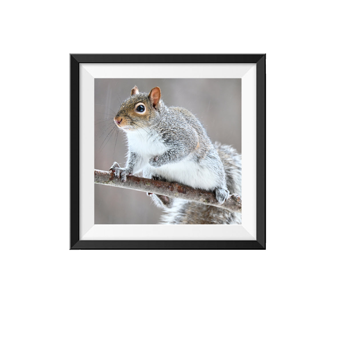 Squirrel Photo 2