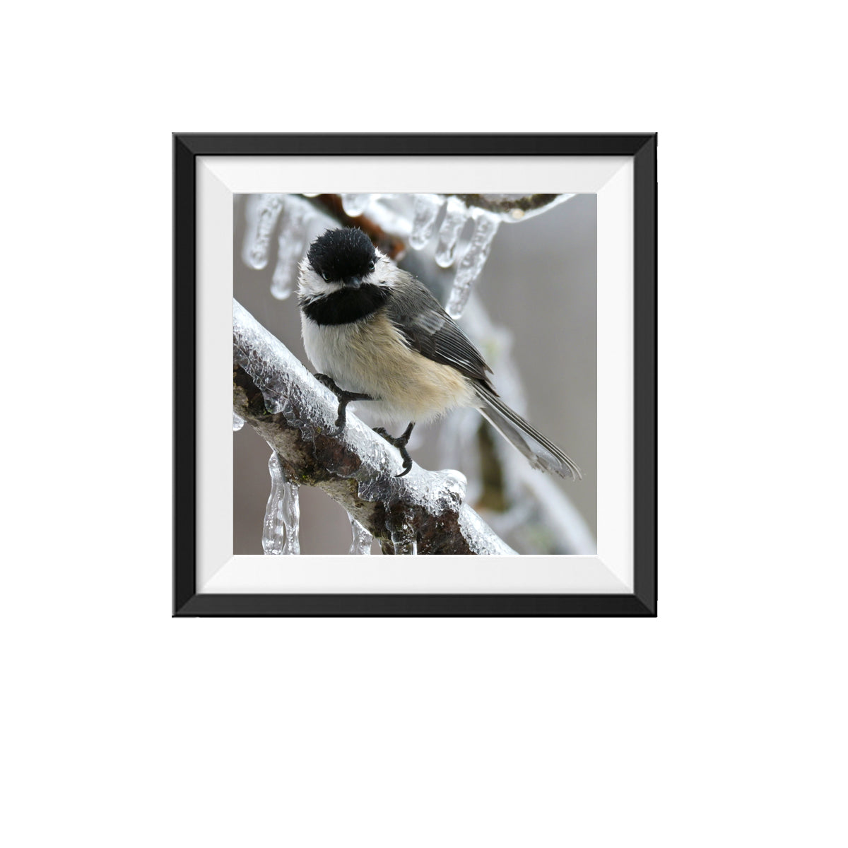 Chickadee Bird Photo