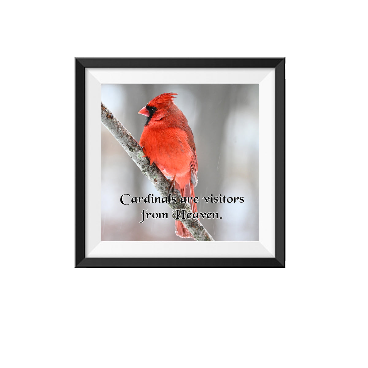 Cardinals are visitors from heaven photo