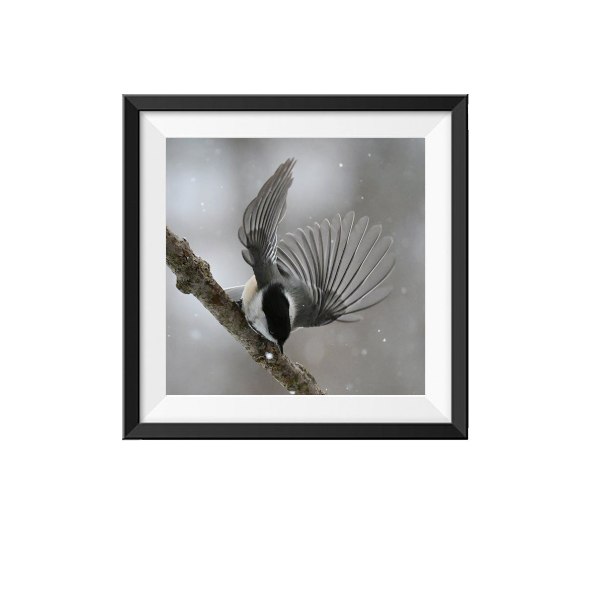 Chickadee Bird Photo 1