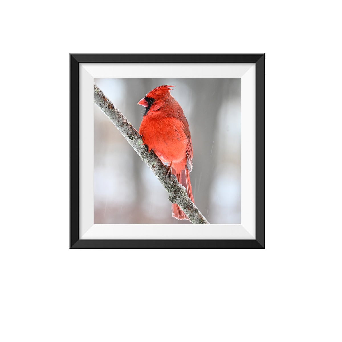 Male Cardinal Photo Design 2