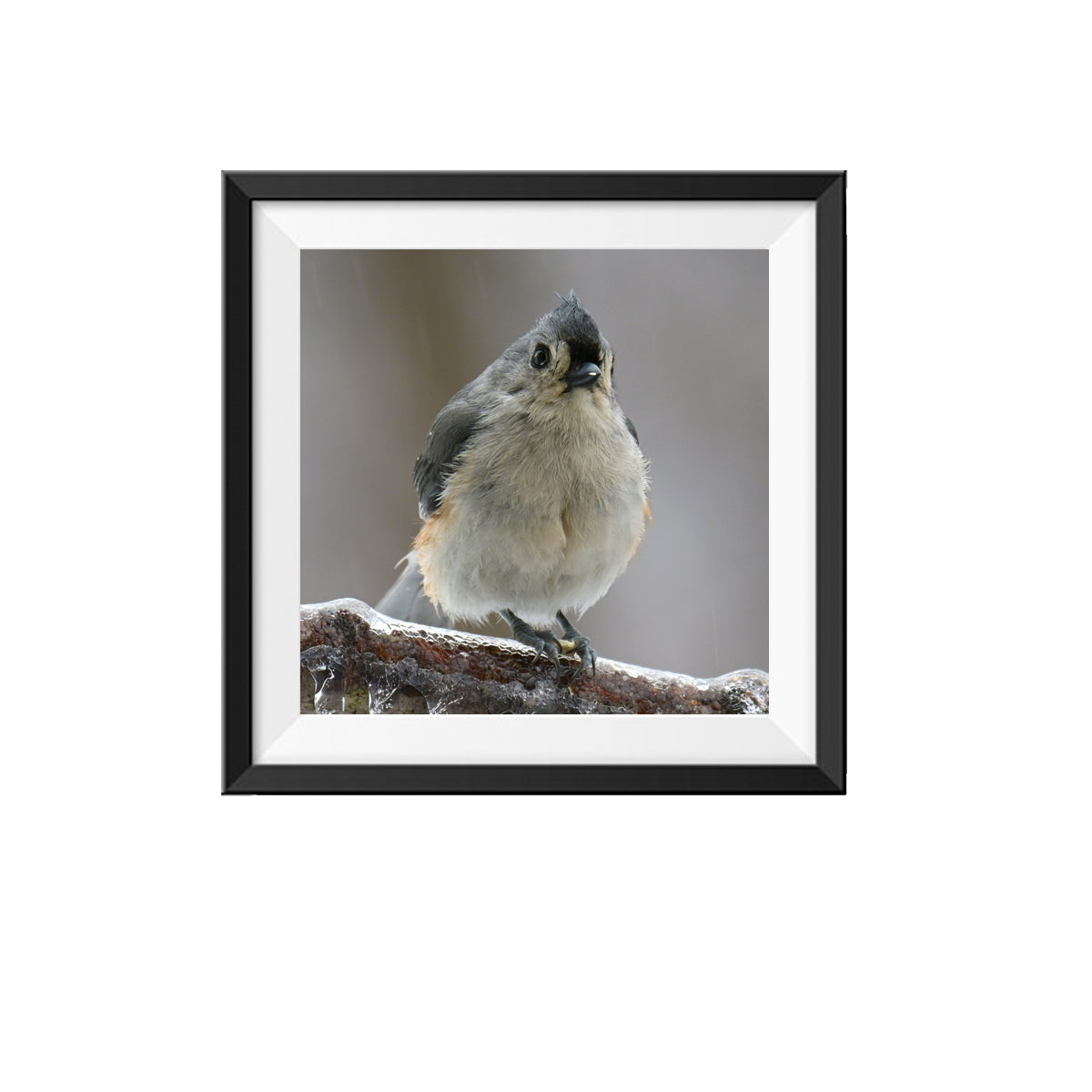 Tufted Titmouse Bird Photo