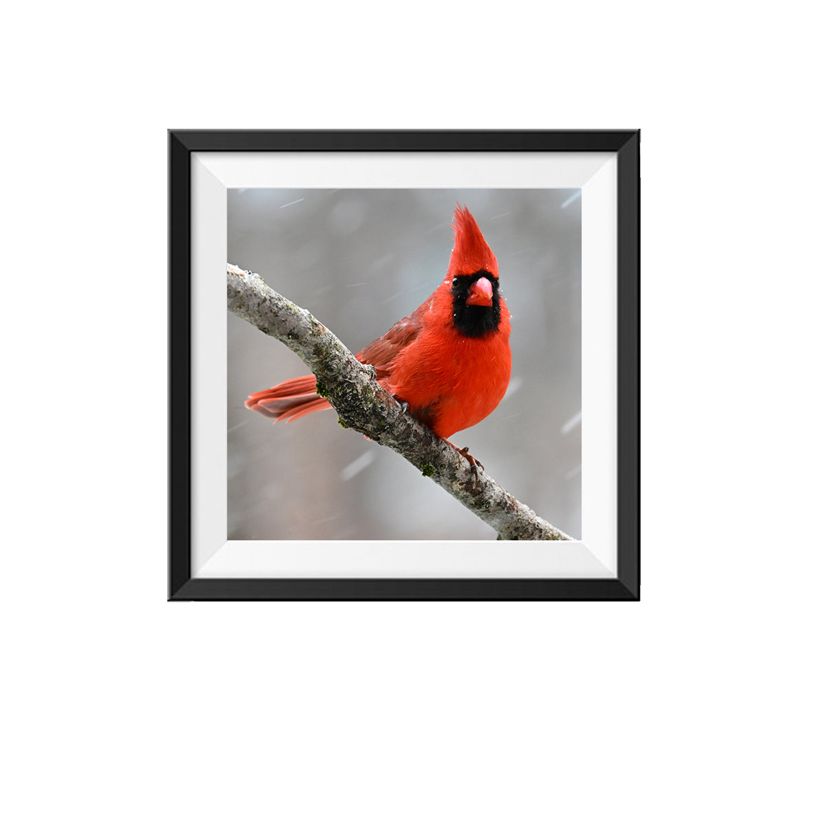 Male Cardinal Photo