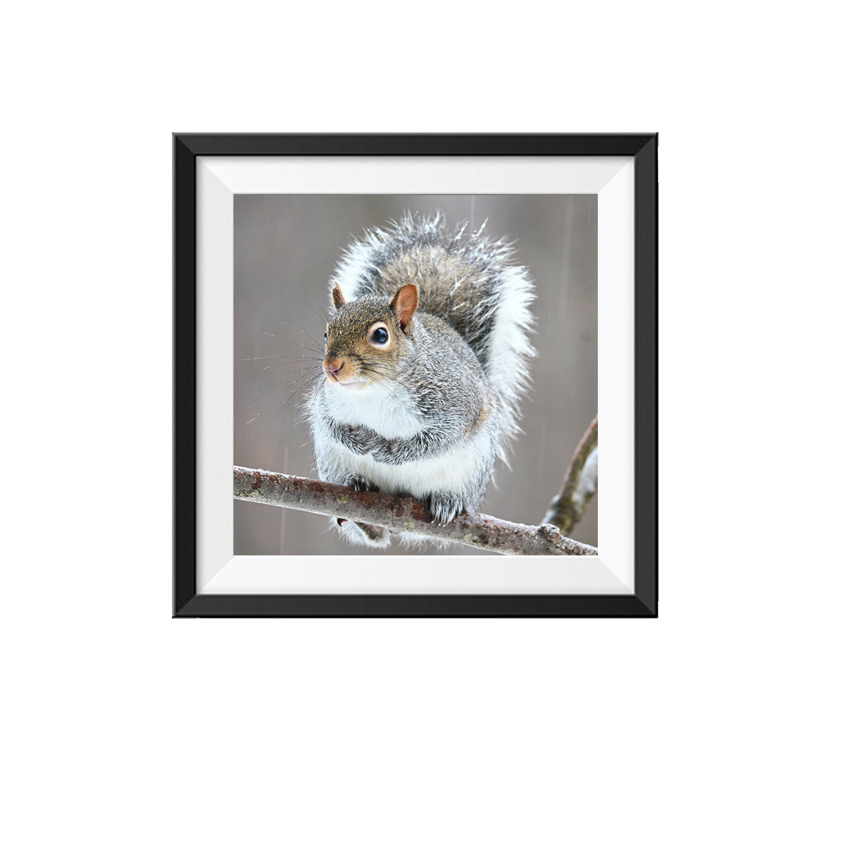 Squirrel Photo