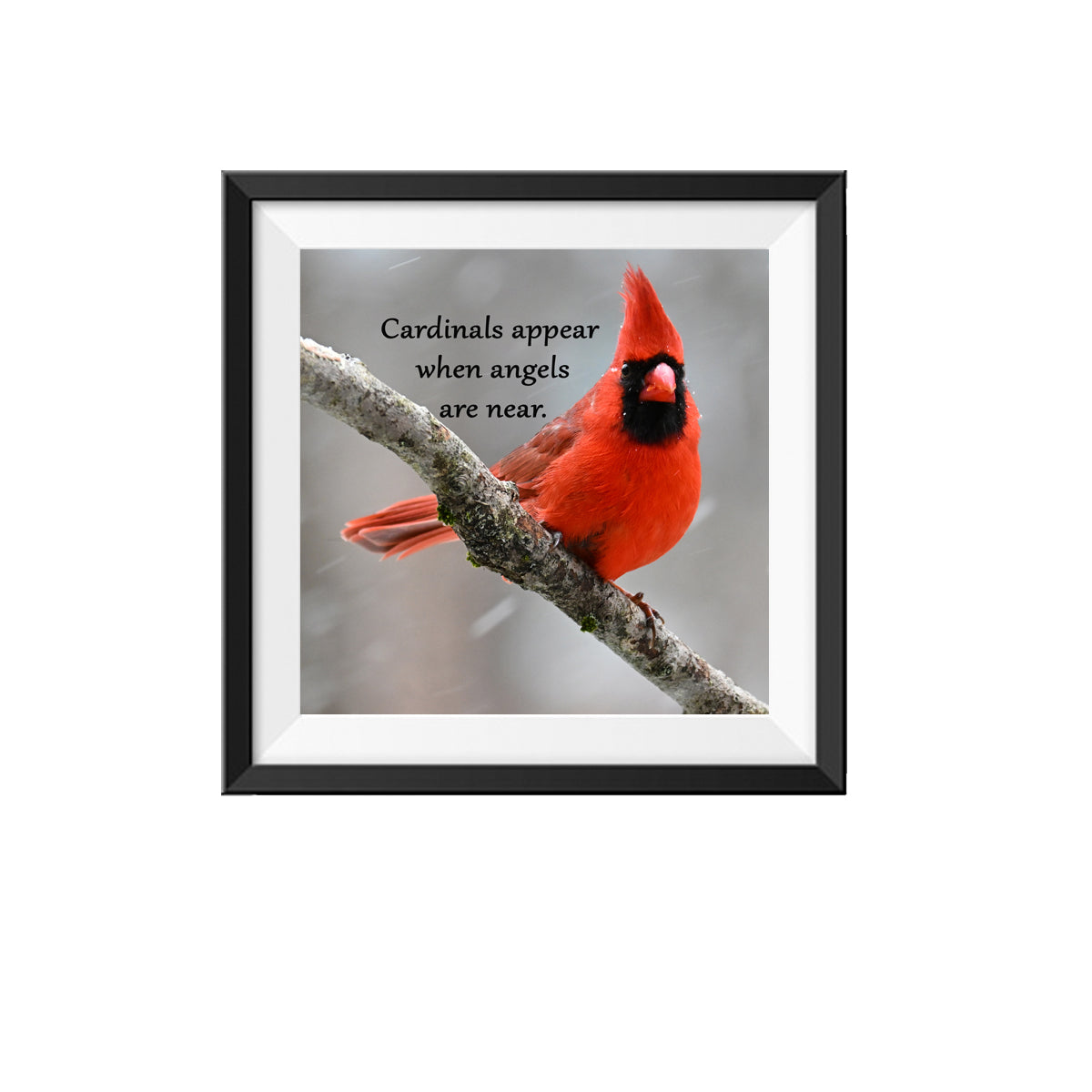 Cardinals appear when angels are near photo