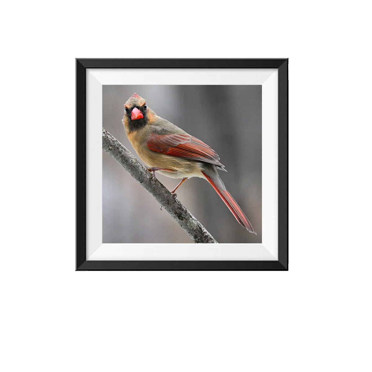 Female Cardinal Photo Design 2