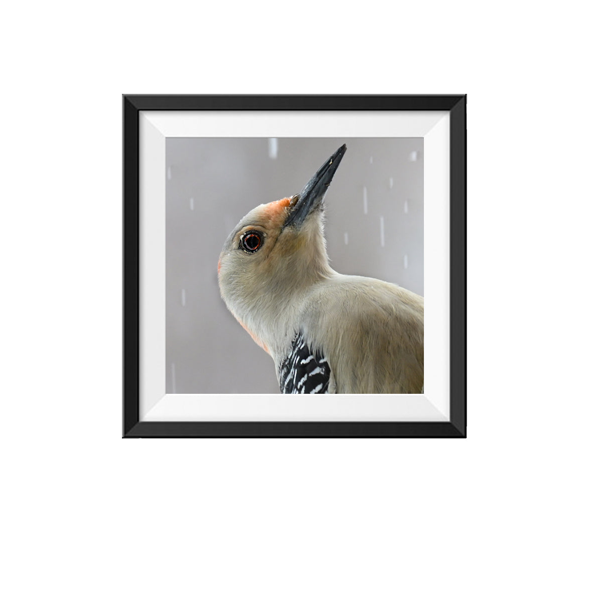 Woodpecker Photo