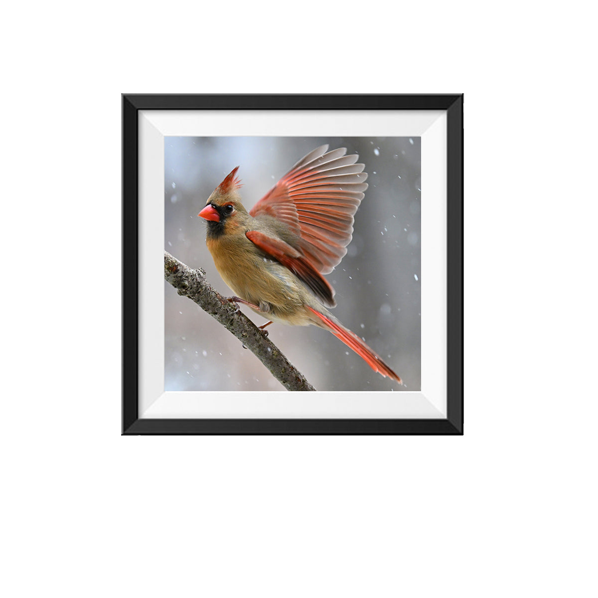 Female Cardinal Photo