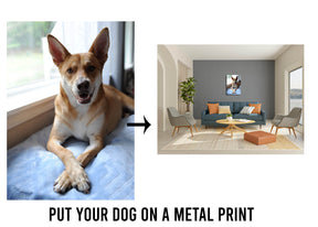 Pet Photo Metal Print